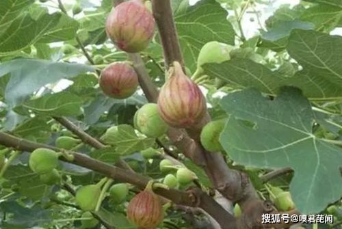 无花果有花吗,有能解答的吗?（蚂蚁庄园无花果有没有花答案 小鸡宝宝考考你无花果有花吗？）