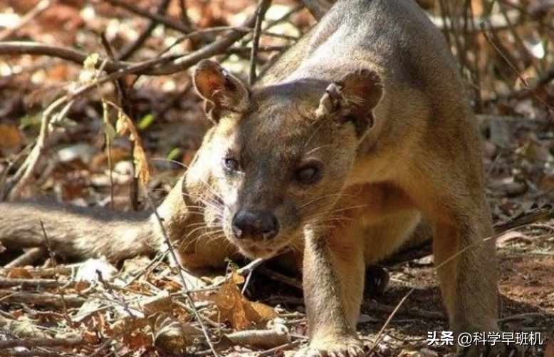 《斗罗大陆》杀戮之王的真实身份?（马达加斯加的“杀戮之王”，上树抓猴剖腹挖心，雄性交配还会排队）-第9张图片-拓城游