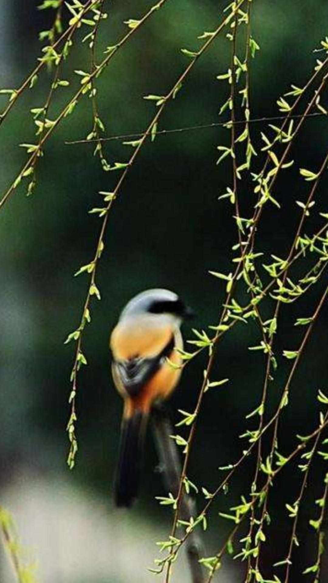 tbc钓鱼和烹饪日常在哪接,具体位置（不能钓鱼，烧盘家常鱼解解毒，学厨艺点进来）-第5张图片-拓城游